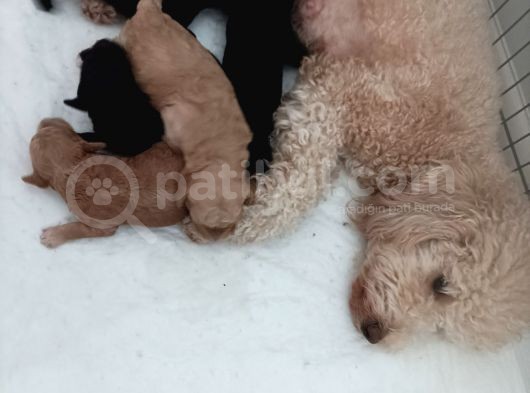 Anne Altından Poodle görsel