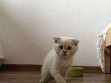 Scottish Fold Yavrusu