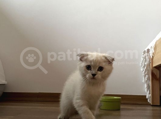 Scottish Fold Yavrusu