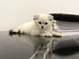 Scottish Fold Yavrusu