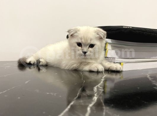 Scottish Fold Yavrusu görsel