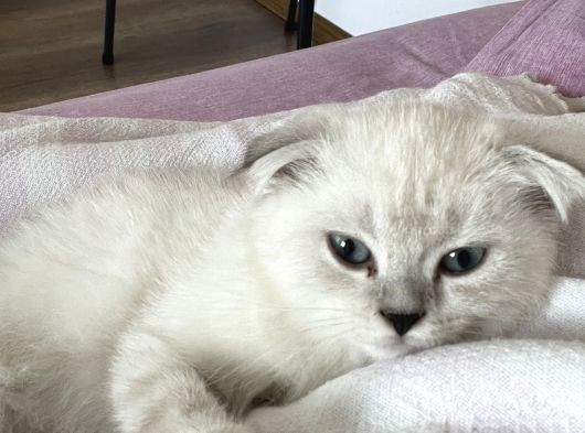 Scottish Fold Yavrusu görsel