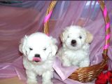 Korean Maltese Terri̇er Yavrulari Mama Ve Malzeme Kampanyali
