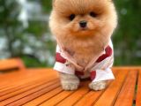Aa Kalite Safkan  Pomeranian Oğlumuz