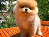 Aa Kalite Safkan  Pomeranian Oğlumuz
