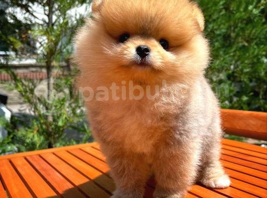 Aa Kalite Safkan  Pomeranian Oğlumuz görsel