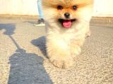 Gülen Surat Pomeranian Boo Yavrularımız