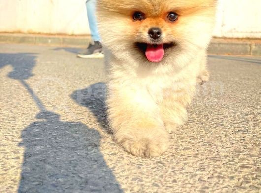 Gülen Surat Pomeranian Boo Yavrularımız görsel