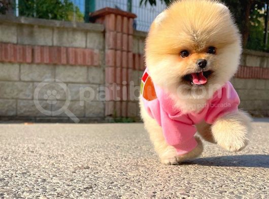 Gülen Surat Pomeranian Boo Yavrularımız görsel