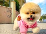 Gülen Surat Pomeranian Boo Yavrularımız
