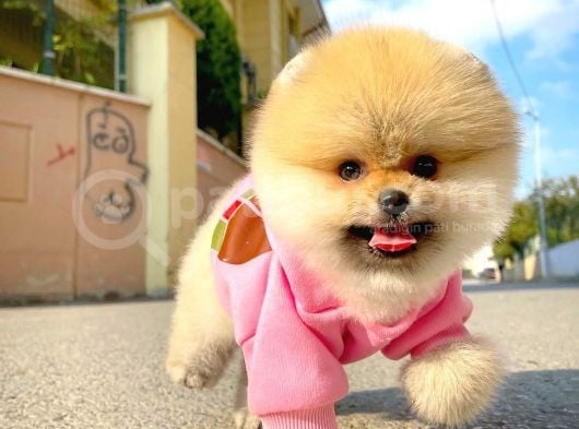 Gülen Surat Pomeranian Boo Yavrularımız görsel