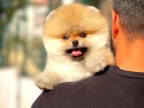 Gülen Surat Pomeranian Boo Yavrularımız