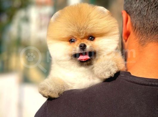 Gülen Surat Pomeranian Boo Yavrularımız
