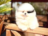 Ayı Surat Pomeranian Boo Yavrularımız