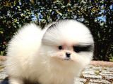 Ayı Surat Pomeranian Boo Yavrularımız