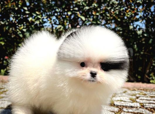Ayı Surat Pomeranian Boo Yavrularımız görsel