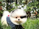 Ayı Surat Pomeranian Boo Yavrularımız