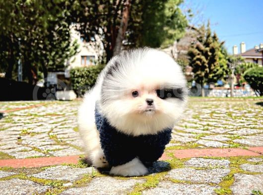 Ayı Surat Pomeranian Boo Yavrularımız görsel