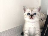 Anne Baba British Shorthair