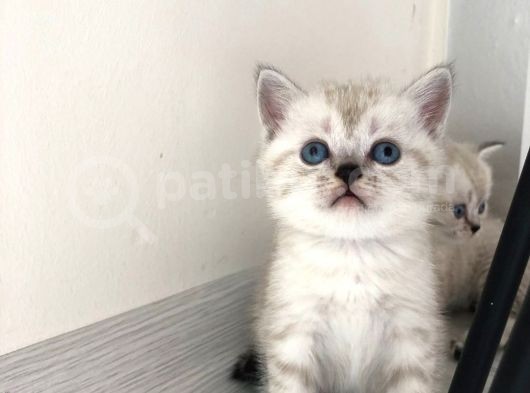 Anne Baba British Shorthair görsel