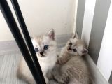 Anne Baba British Shorthair