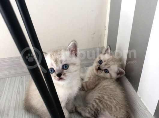 Anne Baba British Shorthair görsel