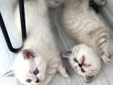 Anne Baba British Shorthair