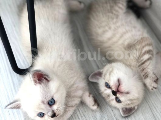 Anne Baba British Shorthair görsel