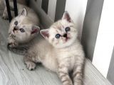 Anne Baba British Shorthair