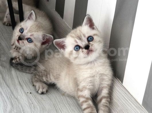 Anne Baba British Shorthair