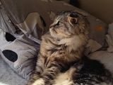Saf Kan Scottish Fold Long Hair Orijinal Yavrular