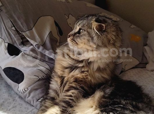 Saf Kan Scottish Fold Long Hair Orijinal Yavrular görsel
