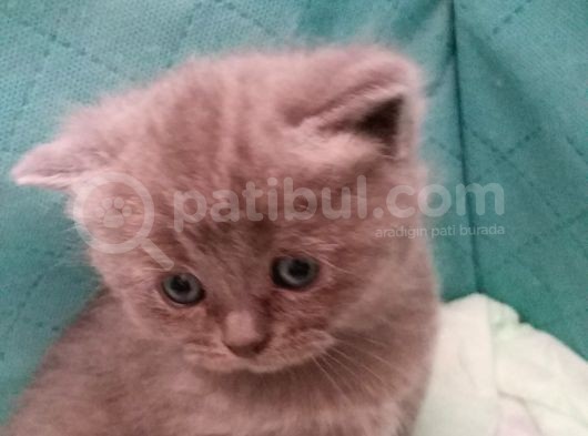 30 Haziran Doğumlu 2 Dişi Yavrumuz Sahiplendirilecekir görsel