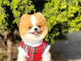 Teddy Bear 10 Aylık Dişi Show Kalite