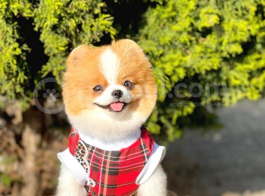Teddy Bear 10 Aylık Dişi Show Kalite görsel