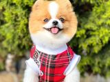 Teddy Bear 10 Aylık Dişi Show Kalite