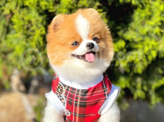 Teddy Bear 10 Aylık Dişi Show Kalite görsel