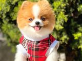Teddy Bear 10 Aylık Dişi Show Kalite