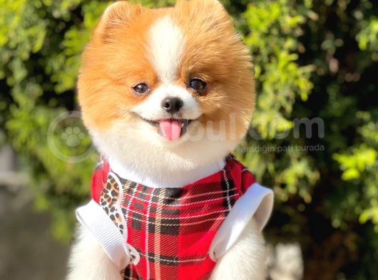 Teddy Bear 10 Aylık Dişi Show Kalite görsel