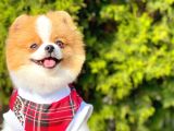 Teddy Bear 10 Aylık Dişi Show Kalite