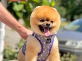 Show Kalite Teddy Bear 1 Yaşında Erkek