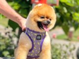 Show Kalite Teddy Bear 1 Yaşında Erkek