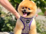 Show Kalite Teddy Bear 1 Yaşında Erkek