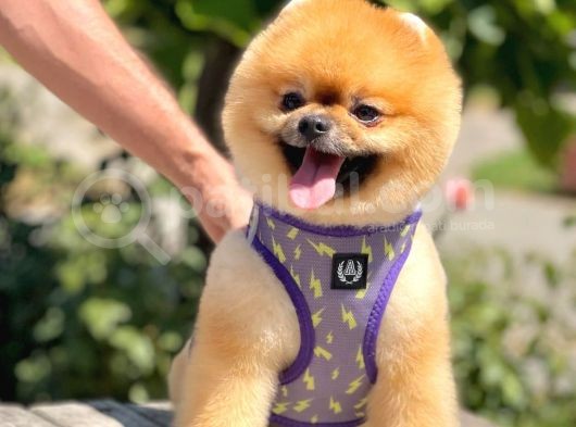 Show Kalite Teddy Bear 1 Yaşında Erkek görsel