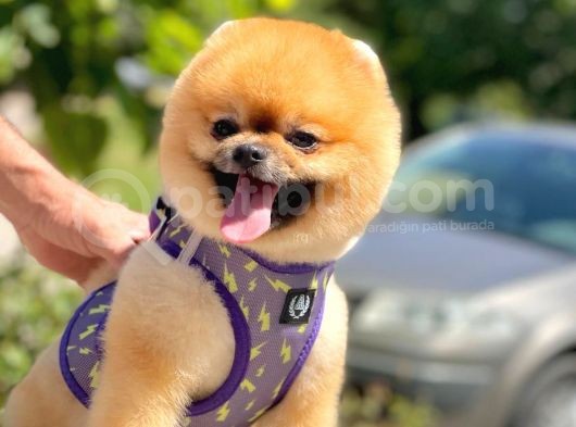 Show Kalite Teddy Bear 1 Yaşında Erkek görsel