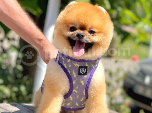 Show Kalite Teddy Bear 1 Yaşında Erkek görsel