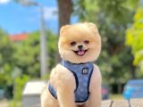 Show Kalite Teddy Bear 1.5 Yaşında Erkek
