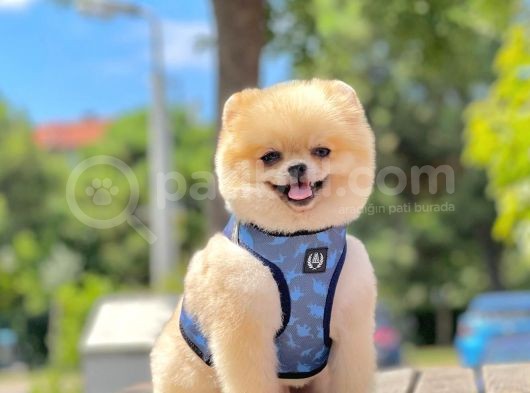 Show Kalite Teddy Bear 1.5 Yaşında Erkek görsel
