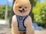 Show Kalite Teddy Bear 1.5 Yaşında Erkek