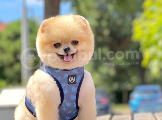 Show Kalite Teddy Bear 1.5 Yaşında Erkek görsel